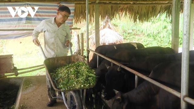 Trâu, bò mất giá, người chăn nuôi ở Yên Bái lo âu - Ảnh 1.