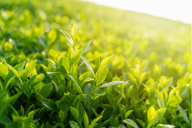 Quy trình sản xuất ưu việt giúp TH true TEA "cưa đổ" các tín đồ sống xanh - Ảnh 4.
