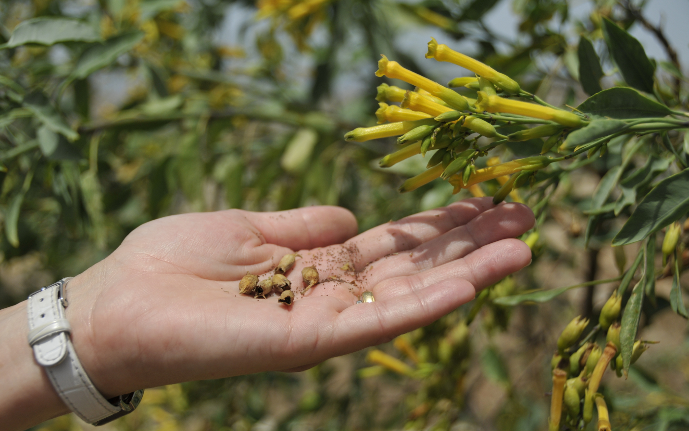Mù tạt - Bản tình ca “đẫm lệ” đầy hương sắc - Ảnh 1. Mù tạt - Bản tình ca “đẫm lệ” đầy hương sắc - Ảnh 1.