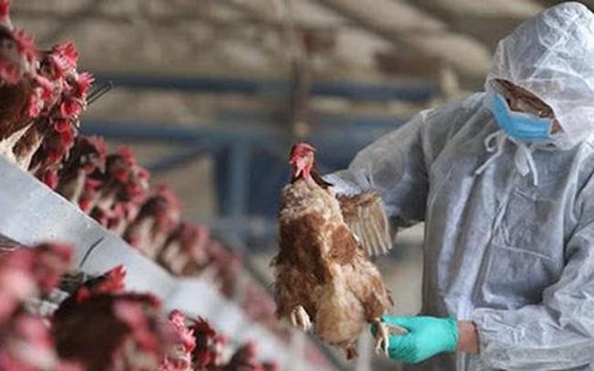 Phát hiện cúm A/H5N1 gây chết người, yêu cầu ‘khóa chặt’ vận chuyển trái phép qua biên giới