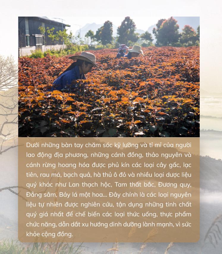 Trà túi lọc TH true HERBAL - chắt lọc và lan tỏa tinh hoa thảo dược Việt ra thế giới - Ảnh 1. Trà túi lọc TH true HERBAL - chắt lọc và lan tỏa tinh hoa thảo dược Việt ra thế giới - Ảnh 1.