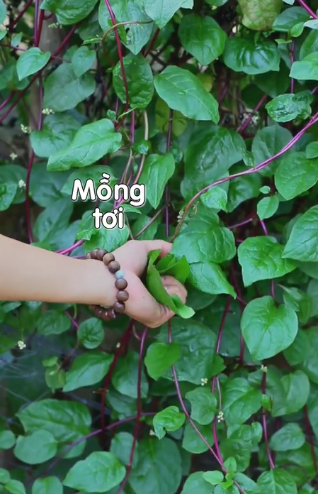 Những bữa “cơm 0 đồng”: Không tốn một xu đi chợ, chạy quanh nhà một lát là “cơm ngon, canh ngọt” - Ảnh 2. Những bữa “cơm 0 đồng”: Không tốn một xu đi chợ, chạy quanh nhà một lát là “cơm ngon, canh ngọt” - Ảnh 2.