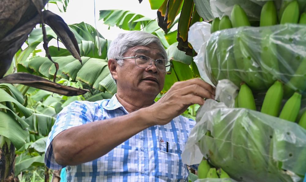 'Vua chuối' kể chuyện tiếp cận thị trường Nhật Bản và khắc phục sự cố khi xuất khẩu - Ảnh 1.