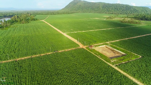 Phó Chủ tịch TTC AgriS mua vào SBT với mức giá chủ động cao hơn 2,7 lần thị giá - Ảnh 2.