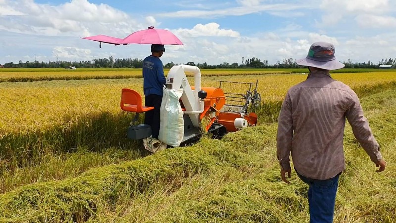 Giá lúa gạo hôm nay ngày 14/12: Giá lúa biến động trái chiều