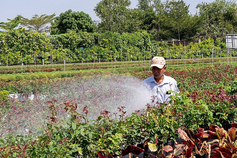 Nhiều loại hoa mới sẽ xuất hiện tại Chợ hoa Xuân Bình Điền Tết Giáp Thìn 2024