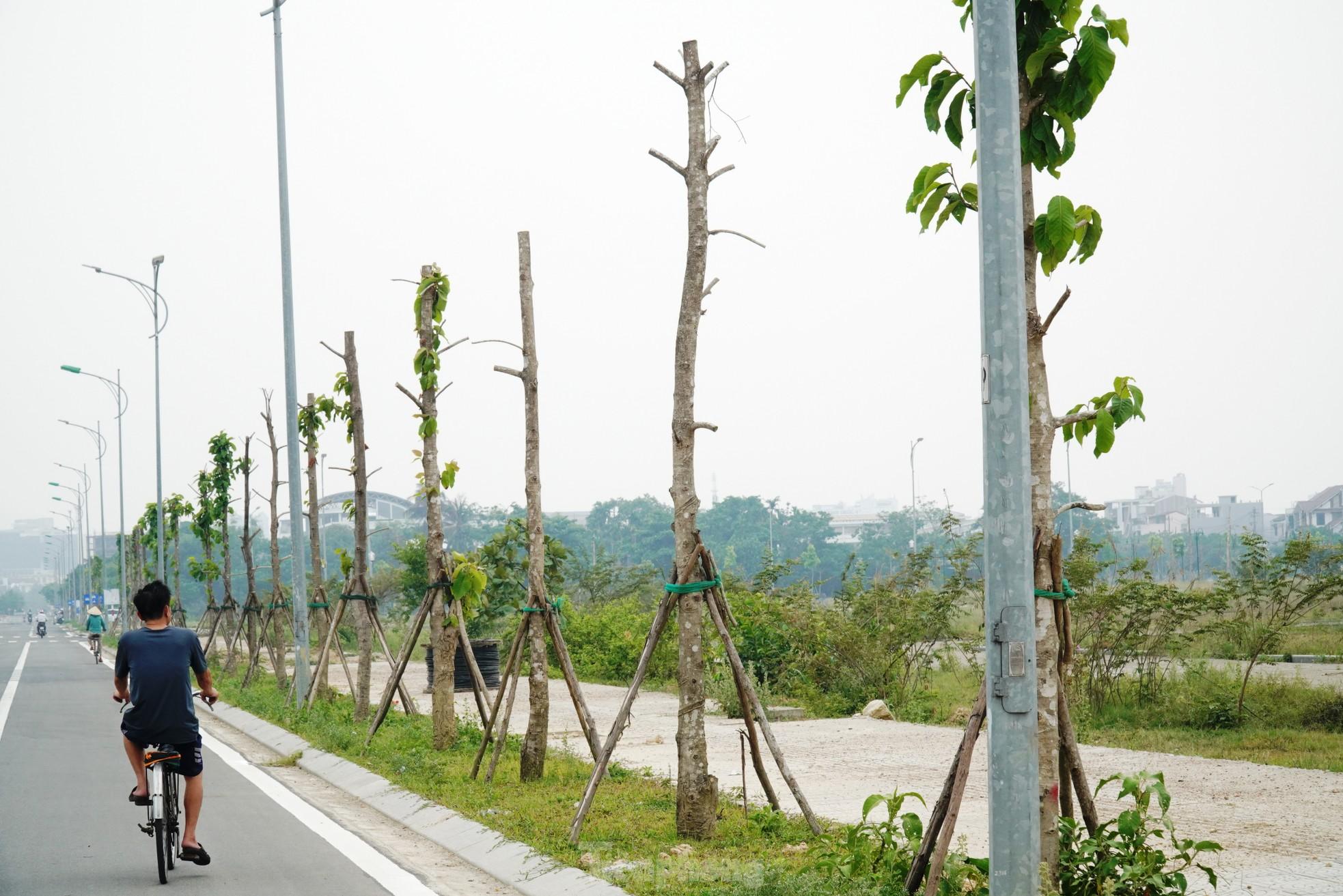 Cây xanh chết hàng loạt tại dự án đô thị xanh 'nghìn tỷ'- Ảnh 4.