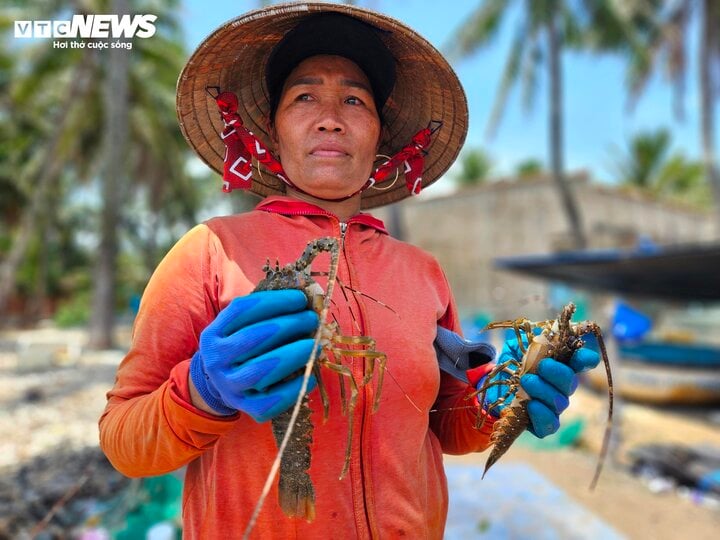 'Thủ phủ' tôm hùm Phú Yên năm nào cũng có thiệt hại: Làm sao khắc phục?- Ảnh 2.