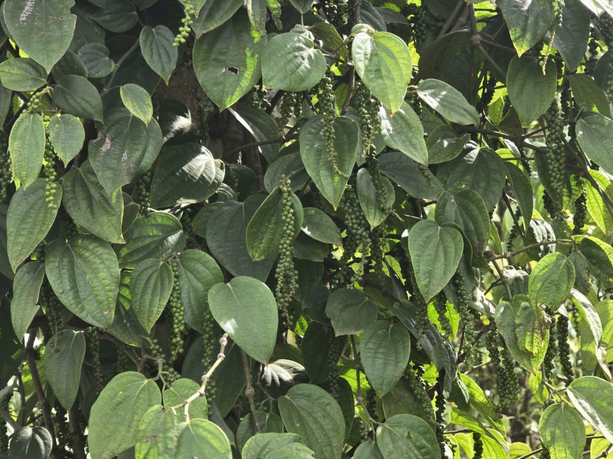 Dự báo giá tiêu ngày mai 9/12/2024 Dự báo giá tiêu ngày mai 9/12/2024