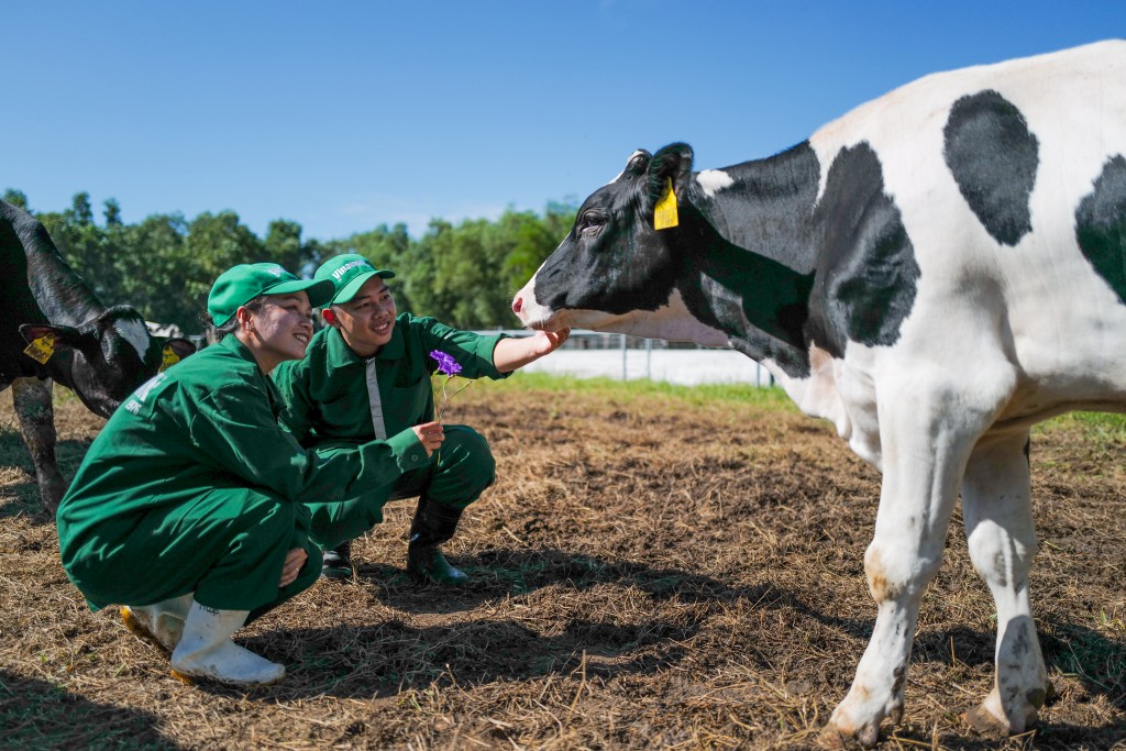 Trang trại Green Farm tại Tây Ninh được khánh thành từ năm 2019, quy mô đàn bò hiện đạt gần 8000 con bò bê, sản lượng sữa lên đến 40 triệu lít mỗi năm. Ngoài Tây Ninh, Vinamilk hiện có 3 trang trại sinh thái Green Farm khác tại Quảng Ngãi, Thanh Hóa và Đà