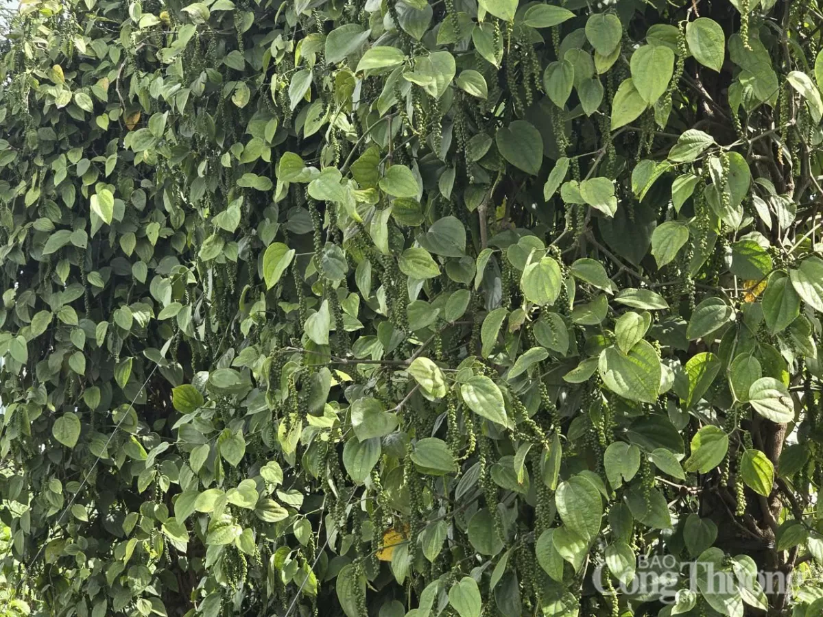 Giá tiêu hôm nay 23/12/2024: Giá tiêu trong nước hôm nay Giá tiêu hôm nay 23/12/2024: Giá tiêu trong nước hôm nay ổn định ở mức khá cao