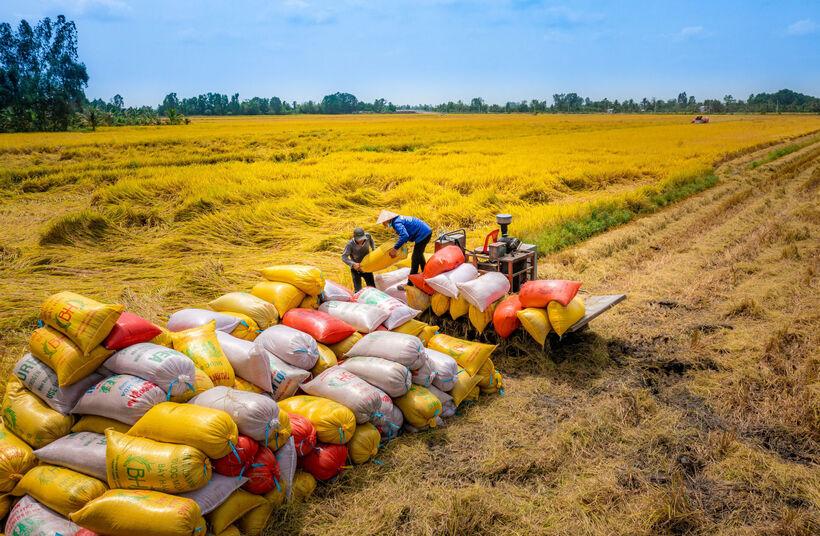 5 tháng năm 2025, Trung Quốc cũng đã nhập khẩu từ Việt Nam gần 412,3 nghìn tấn gạo, tăng 102,7% về lượng và 75,4% về giá trị so với cùng kỳ năm 2024.