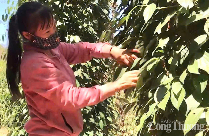 Người dân tỉnh Gia Lai thu hoạch hồ tiêu