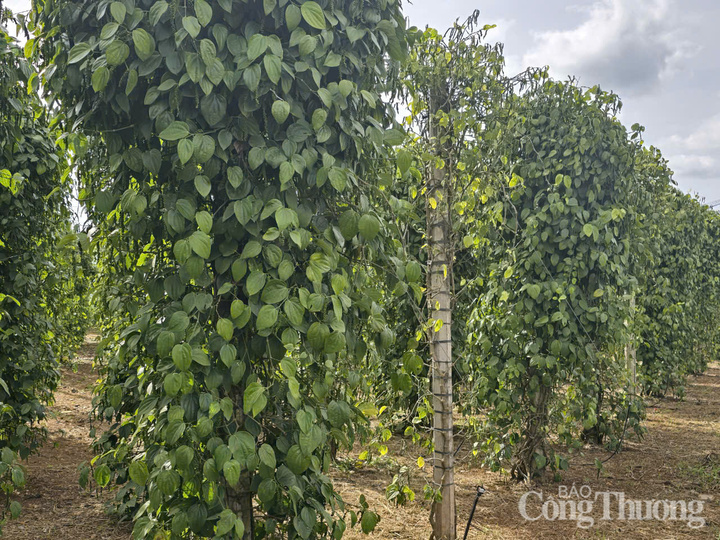 Những vườn tiêu được trồng ở Gia Lai