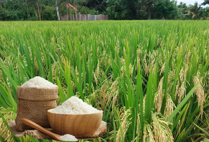 Giá lúa gạo hôm nay ngày 21/7: Gạo nguyên liệu xuất khẩu tăng mạnh, lúa tươi vững giá. Ảnh: Thanh Minh.
