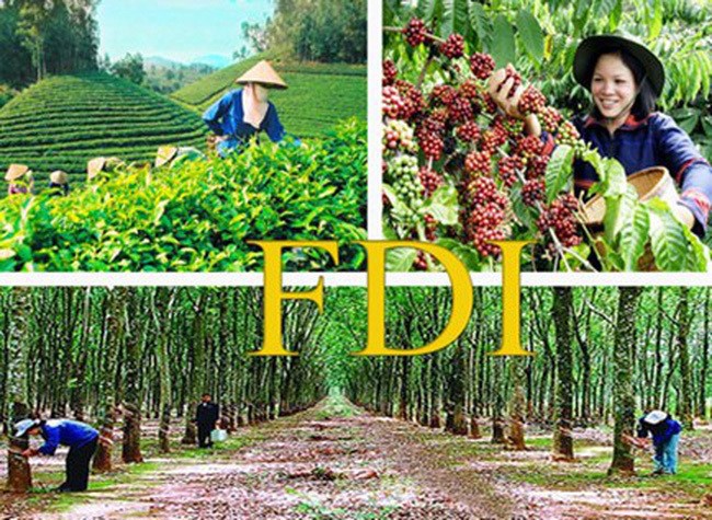 Nguồn vốn FDI đóng vai trò quan trọng, đặc biệt cho phát triển nông nghiệp, nông thôn ở Việt Nam