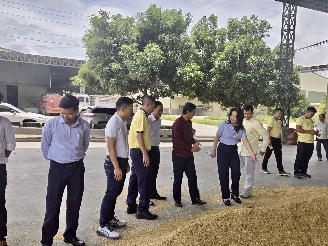 PVCFC tăng tốc mở rộng thị phần tại Campuchia, cùng nông dân nâng giá trị hạt gạo