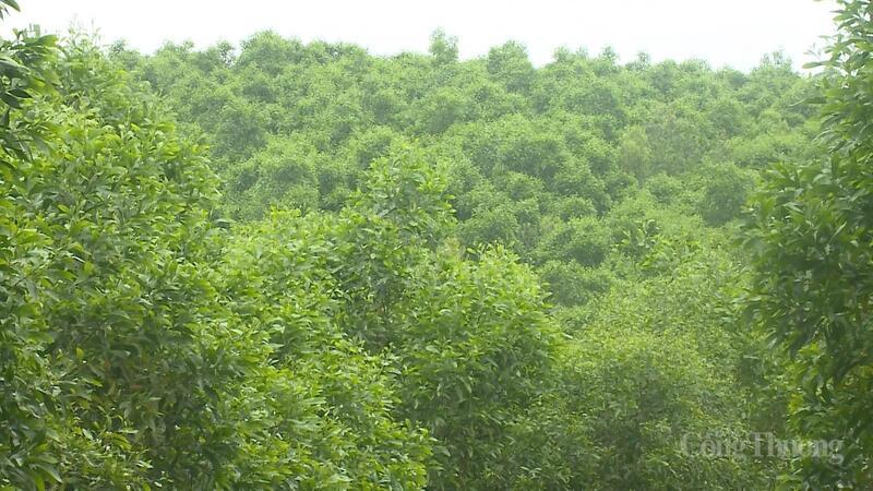 Chứng chỉ FSC là giải pháp toàn diện, mang lại lợi ích kép đảm bảo quyền lợi cho người dân, doanh nghiệp, địa phương và thiên nhiên.