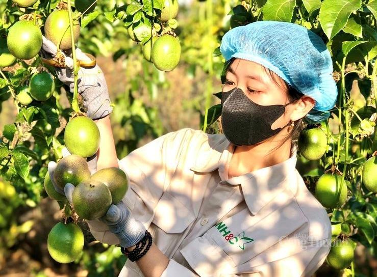 Tỉnh Gia Lai sở hữu hơn diện tích đất thích hợp cho cây công nghiệp, cây ăn quả và các loại dược liệu giá trị cao.