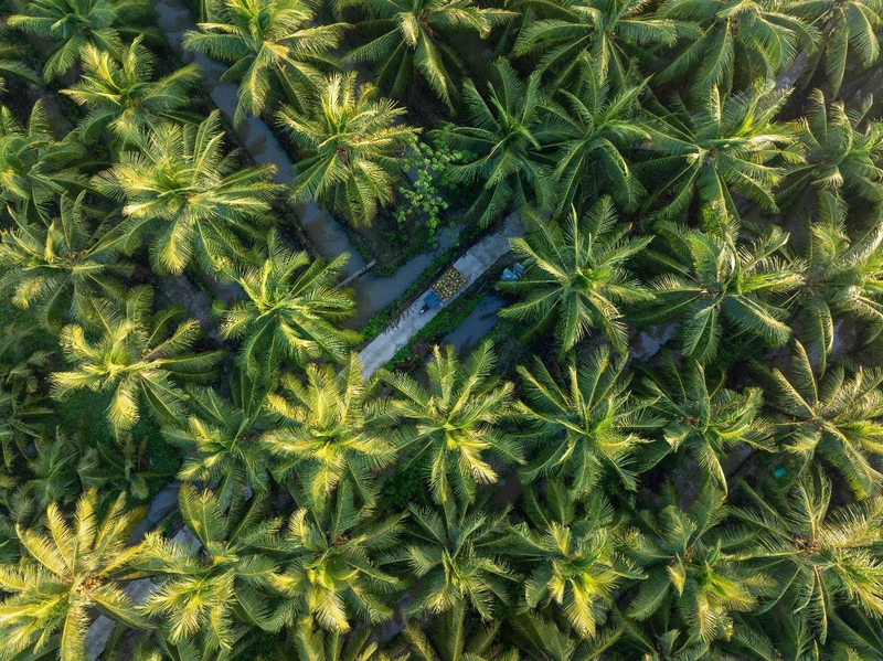 Vùng nguyên liệu dừa diện tích hơn 30.000 ha trong đó có 10.000 ha organic, một trong những mảng cây trồng chủ lực của AgriS trong giai đoạn phát triển 2025-2030