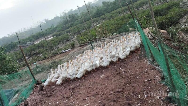 Mô hình trứng vịt biển Tân Bình tại xã Đầm Hà, tỉnh Quảng Ninh.