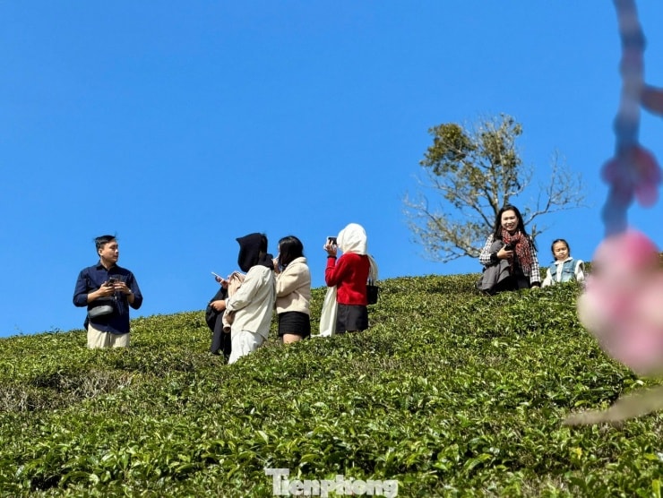 Dịp đầu năm là thời điểm chè xanh tốt nhất, thu hút lượng khách tham quan tăng cao.