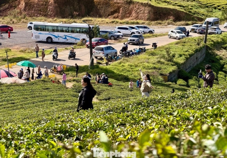 Trong tiết trời se lạnh của cao nguyên, đồi chè Cầu Đất thu hút du khách mọi lứa tuổi.