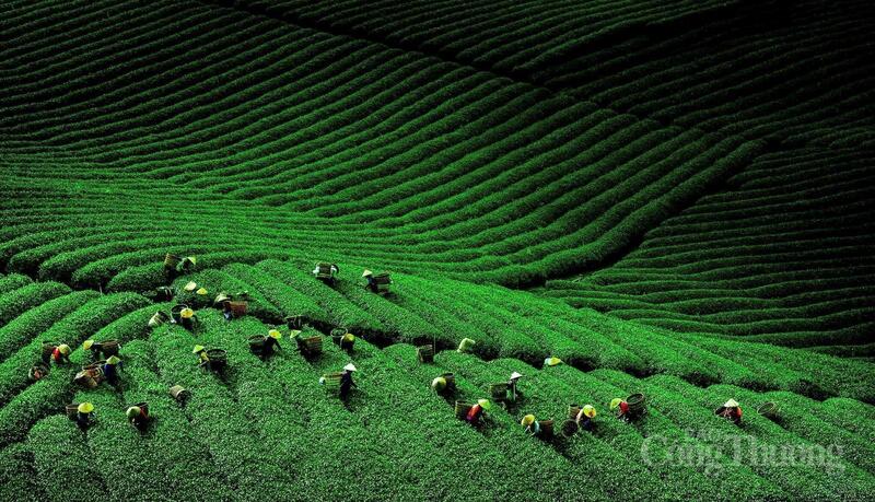 Những đồi chè xanh mướt tại khu vực Bảo Lộc. Ảnh: Minh An