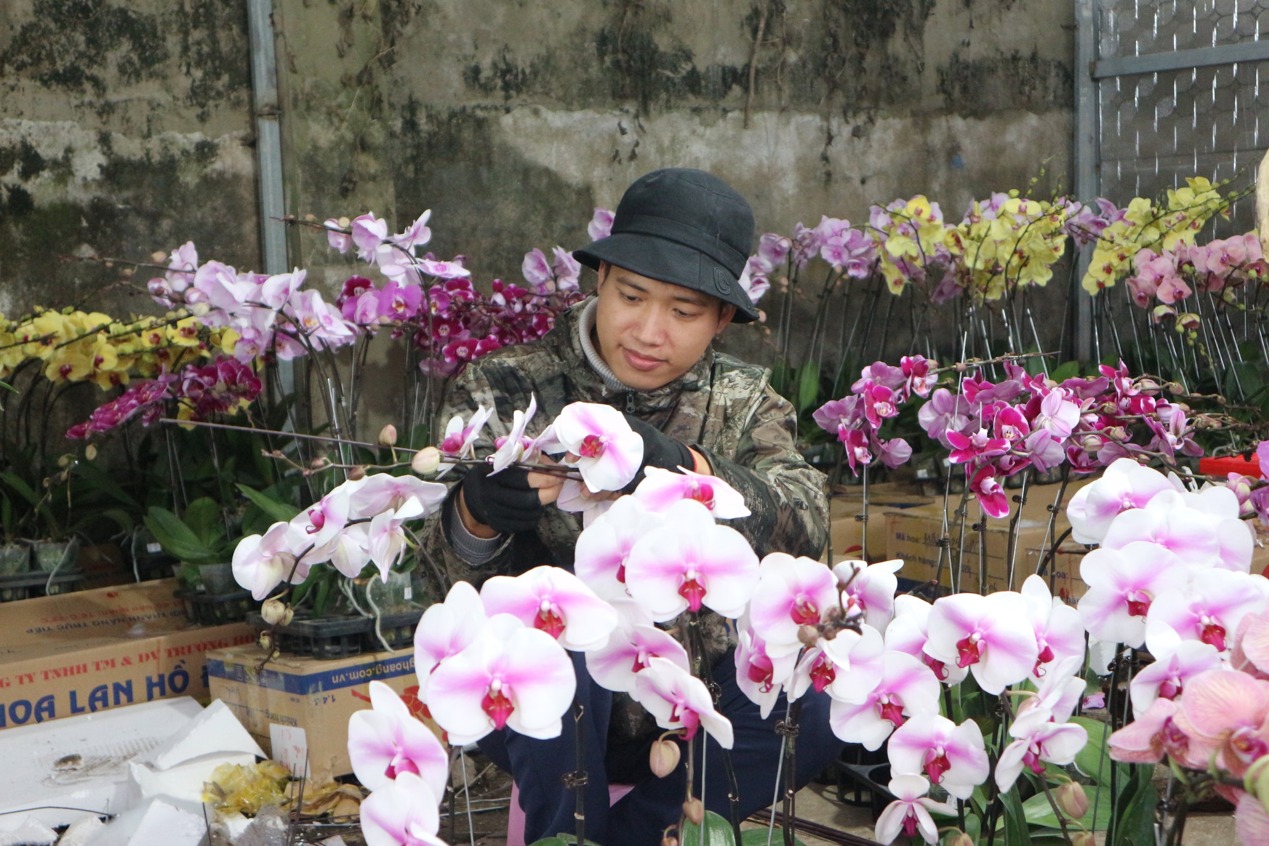 Để có những chậu lan hài hòa và đều màu, người thợ yêu cầu phải có thẩm mỹ tốt, khéo léo và sáng tạo.