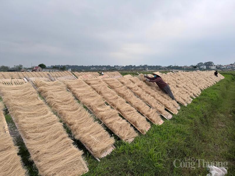 Người dân làng So (xã Hưng Đạo, Hà Nội) phơi miến ngoài cánh đồng, tận dụng nắng và gió tự nhiên để tạo nên những sợi miến dai, trong đặc trưng của làng nghề truyền thống. Ảnh: Lê Hà