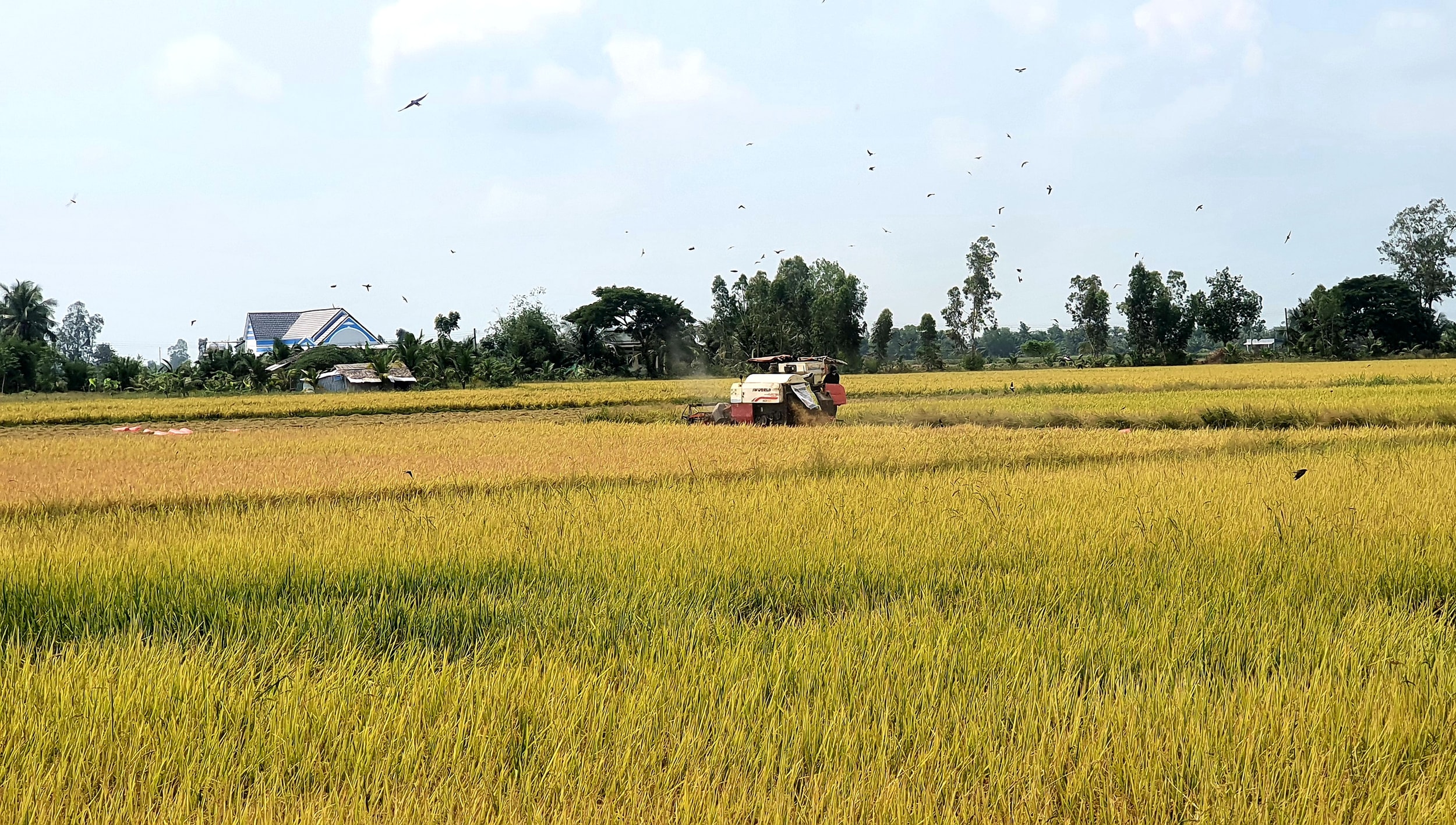Cà Mau chuyển đổi 88 ha đất lúa sang cây trồng khác và mô hình lúa – thủy sản.