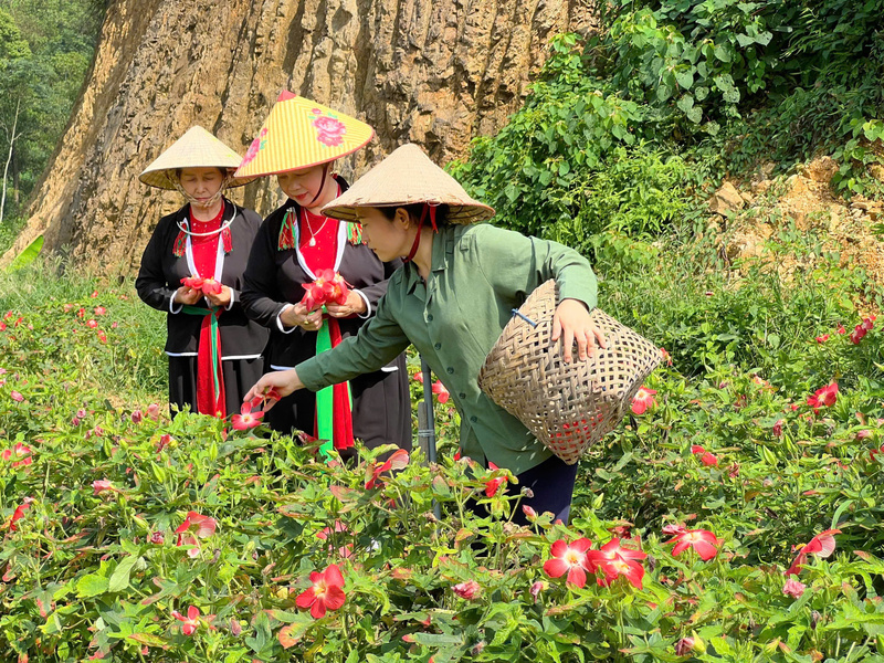 Chị Nguyễn Thị Bình cùng thành viên trong hợp tác xã thu hoạch dược liệu.