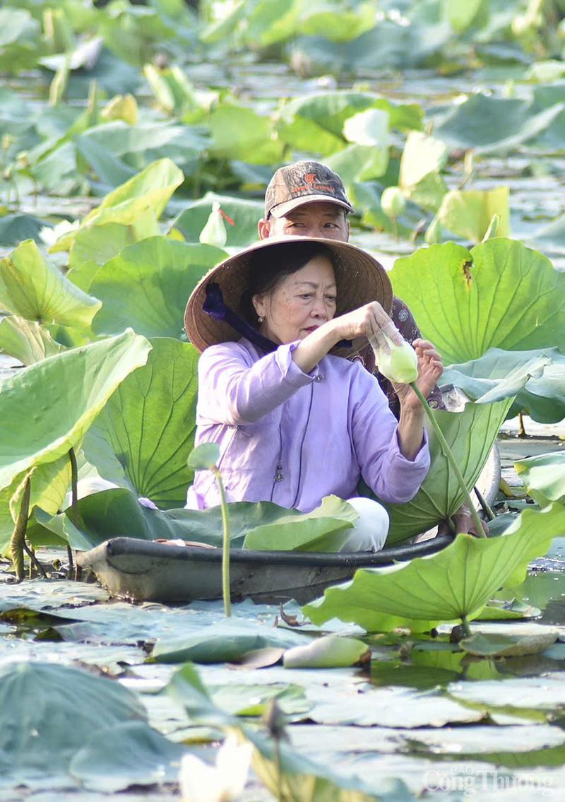 Những bông sen vừa hé nở được chọn để giữ hương thơm tinh khiết nhất