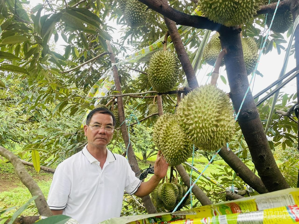 Theo ông Sâm, du khách có thể trực tiếp tham quan, thưởng thức sầu riêng ngay tại vườn clo_br_z7998997094682-84273313a11f8e4ae6d394939a11bca7.jpg