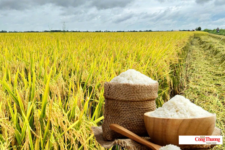 Giá lúa gạo hôm nay ngày 28/9/2026: Gạo nguyên liệu xuất khẩu tăng nhẹ.